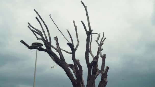 曇り空の背景に不気味な裸の木の枝、自然の神秘的でホラーシーンを示すチラシの枝。黒い木の枝のシルエット - 映像、動画