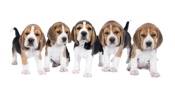 Panorama di cinque cuccioli di cane beagle in piedi e seduti isolati su uno sfondo bianco - Foto, immagini