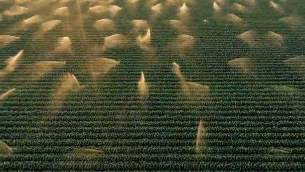 Cinematic 4K anténní zelené pole jsou postřikovány při krásném zlatém světle při západu slunce - Záběry, video