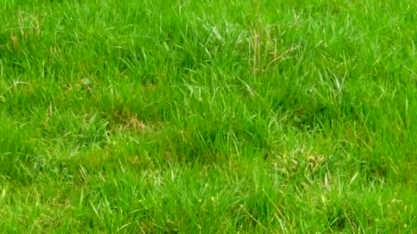 Friss rét zöld fű integetett a könnyű szellő alatt napsütéses tavaszi napon. Vidéki környezet rét zöld fű a napsütéses tavaszi napon. - Felvétel, videó
