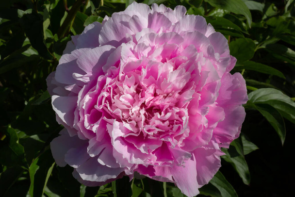 Paeonia Lactiflora Martha Bulloch, zamknij zdjęcie makro. Peony różowy w ogrodzie - Zdjęcie, obraz