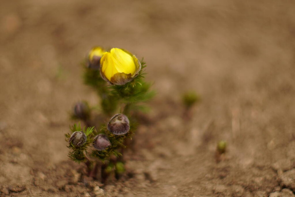 Kis sárga virágok adonis vernalis nő a talajban a szabadban. - Fotó, kép