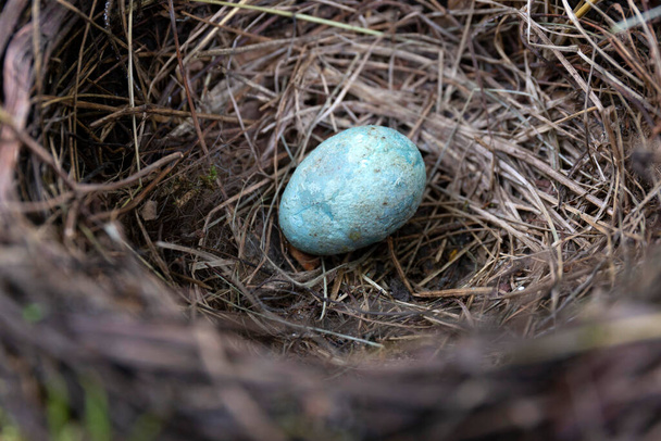 Opuštěné Starling Ptačí hnízdo s vejcem - Fotografie, Obrázek
