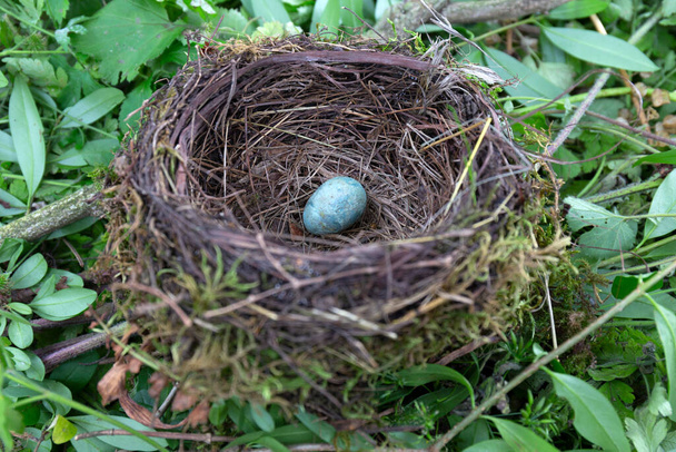 放棄されたスターリング鳥の巣と卵 - 写真・画像