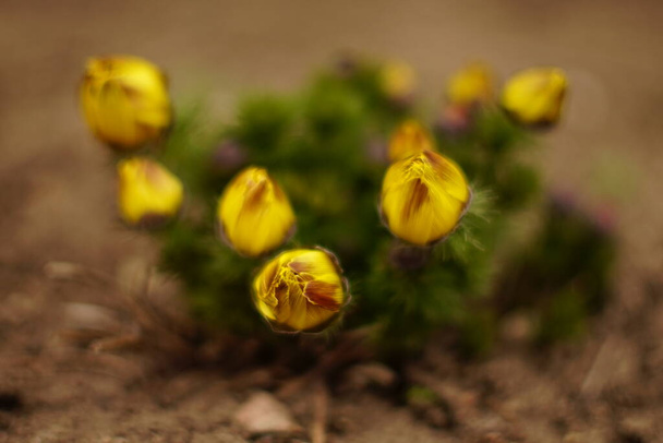 Желтые цветы Adonis vernalis куст растут в почве на открытом воздухе
. - Фото, изображение