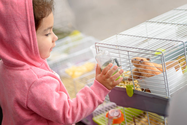A child feeding hamster a water. Toddler child young girl playing with pet hamster. - Fotó, kép