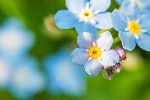 Bela selvagem esquecer-me-não flores flor Myosotis em tempo de primavera. Fechar flores macro azuis, foco seletivo. Inspiração floral natural florescendo jardim ou parque de verão - Foto, Imagem