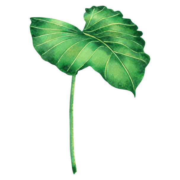 Watercolor painting big green leaves,palm leaf isolated on white background.Watercolor elephant ear leaf,illustration tropical exotic leaf for wallpaper vintage Hawaii style pattern.With clipping path - Photo, image