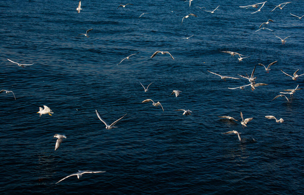 Seagulls are on and  over the sea water - Valokuva, kuva