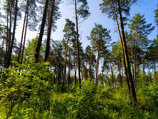 image of a summer forest - Foto, imagen