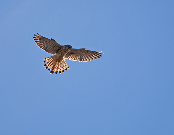 Common Kestrel Hovering - Photo, Image