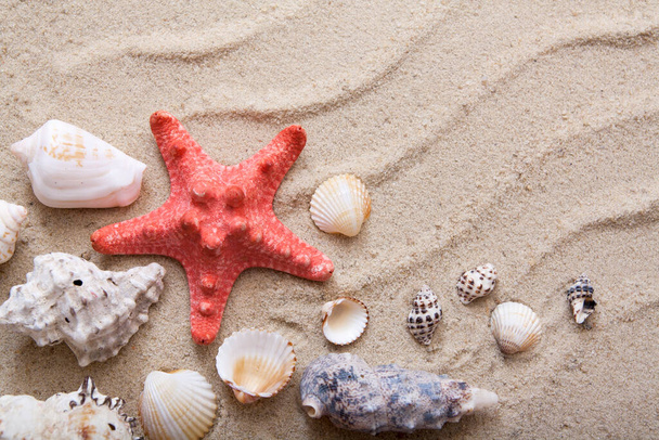 Pohled shora na hvězdice a mušle na písku. Koncept letní dovolené na moři - Fotografie, Obrázek