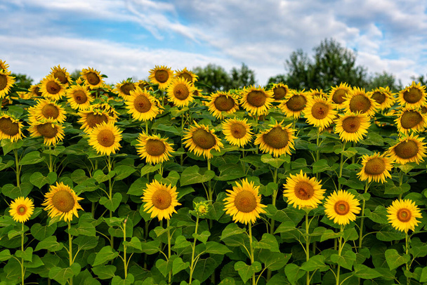Slunečnice na poli v Itálii - Fotografie, Obrázek