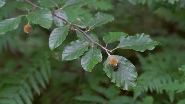 Beechnuts frutas em ramos de faia (Fagus sylvatica
) - Filmagem, Vídeo