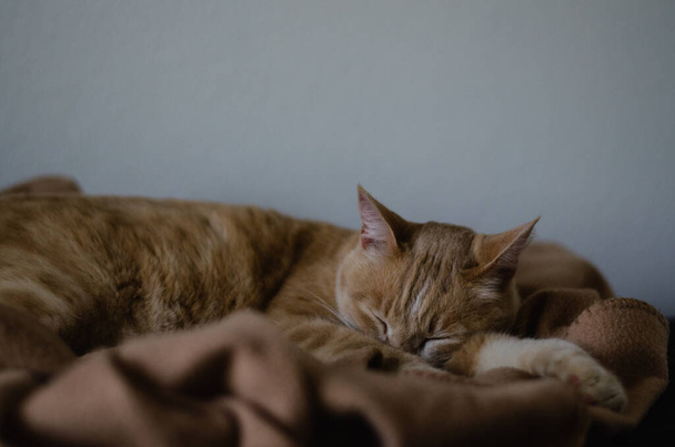 ベッドの中で猫の昼寝。American Shorthair Sleeping the Day away. - 写真・画像