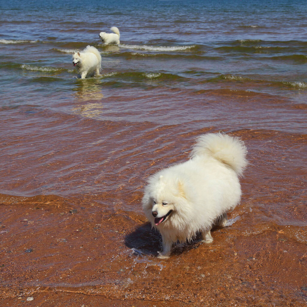 Grupo de perros Samoyedo en la playa de Devon
 - Foto, imagen