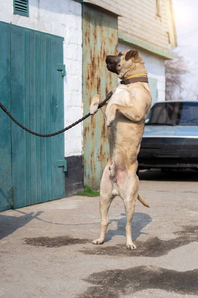 Ein junger Bulle Mastiff springt und steht auf seinen Hinterbeinen in der Nähe des Gebäudes. Auto im Hintergrund. schöne Haustiere. - Foto, Bild