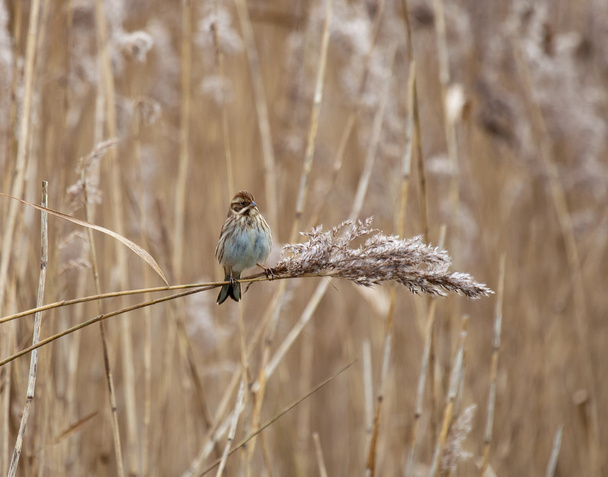 Reed Bunting on Reed - Photo, Image