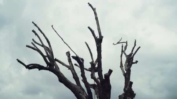 Horror drzewo gałęzie na zachmurzonym tle nieba, sylwetki czarnych liściastych gałęzi starego drzewa w lesie. Horror, tajemnica i upiorna scena - Materiał filmowy, wideo