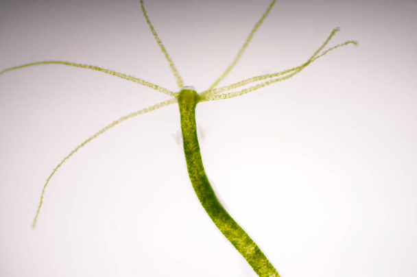 Hydra is a genus of small fresh-water animals of the phylum Cnidaria and class Hydrozoa. - Photo, Image