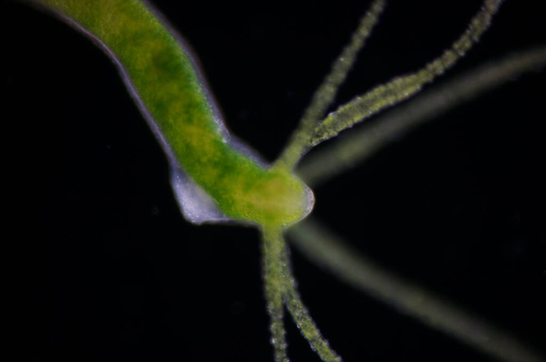 Hydra, Cnidaria cinsi ve Hydrozoa sınıfından küçük, tatlı su hayvanları cinsidir.. - Fotoğraf, Görsel