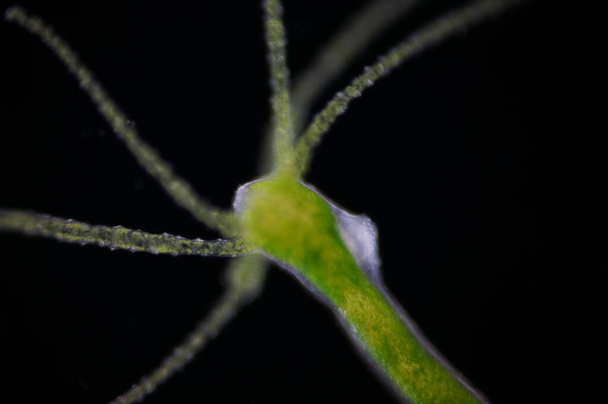 Η Ύδρα είναι ένα γένος μικρών ζώων του είδους Phylum Cnidaria και της κατηγορίας Hydrozoa. - Φωτογραφία, εικόνα