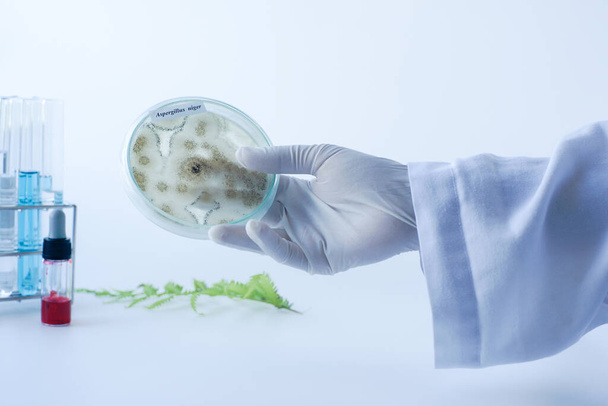 Un scientifique montre une colonie de champignons (Asperillus niger) dans une plaque de milieu de culture, Microbiologie. - Photo, image