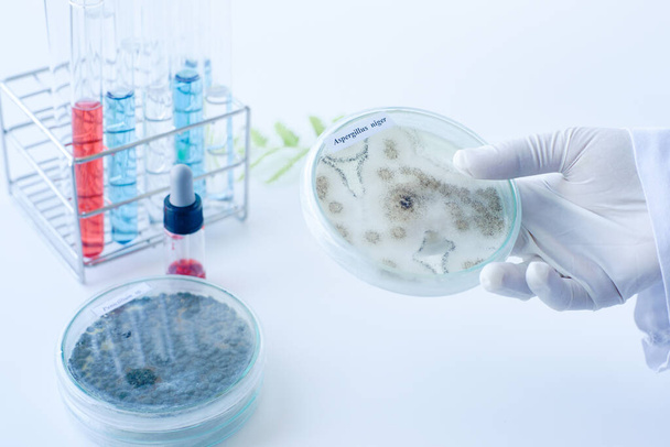 Wissenschaftler zeigen Kolonie von Pilzen (Asperillus niger) in Kulturmedium Platte, Mikrobiologie. - Foto, Bild
