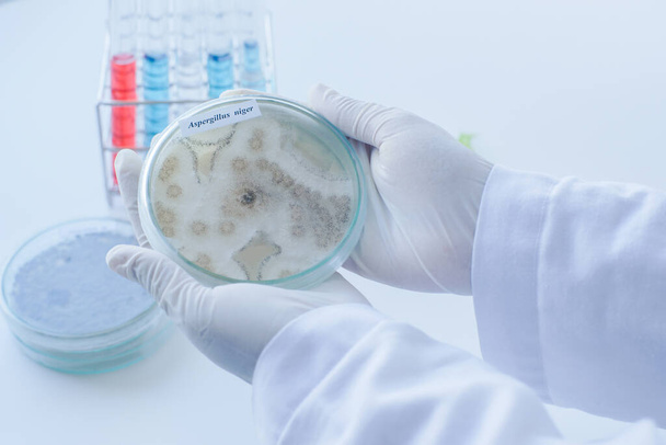Un scientifique montre une colonie de champignons (Asperillus niger) dans une plaque de milieu de culture, Microbiologie. - Photo, image