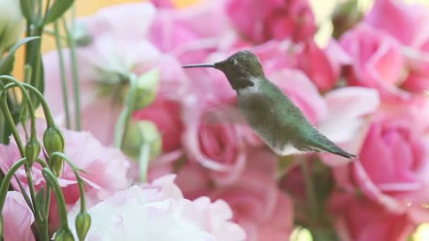 Colibrí macho de garganta rubí alimentándose en flores de lisianto con rosas en el fondo
 - Imágenes, Vídeo