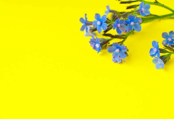 Blue wildflowers on a yellow background. Top view, copy space. - Fotó, kép