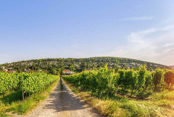 Širokoúhlý pohled Řady vinic města Vídně Rakousko v severní oblasti Grinzing - Fotografie, Obrázek