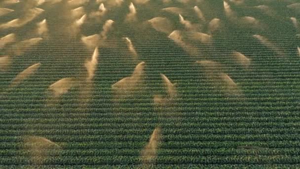 Cinematic 4K aerial green field zijn besprenkeld in prachtig gouden licht bij zonsondergang - Video