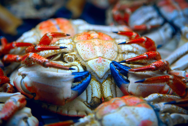 Crabes sur une vitrine. Fruits de mer sains - Photo, image