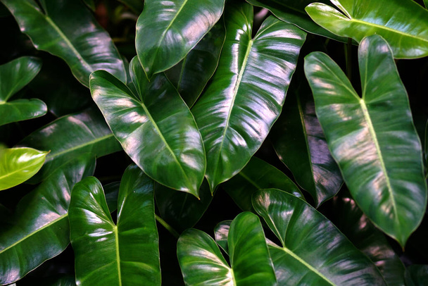 Green Leaf background. Green leaf texture.        - Valokuva, kuva