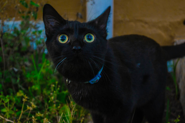 Csodálatos fekete macska csodálatos szemekkel - Fotó, kép