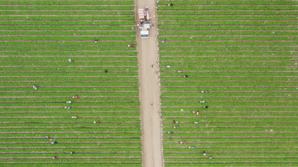 Widok z powietrza 4K na ludzi pracujących na zielonym polu latem, Kalifornia - Materiał filmowy, wideo