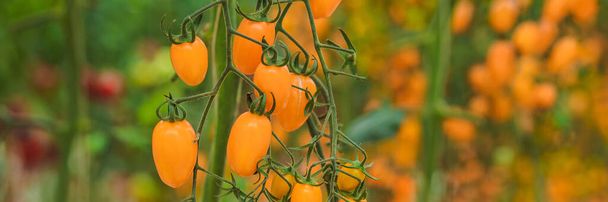 Bahçede sarı kiraz domatesleri yetişir. BANNER 'I KAPALI, BÜYÜK - Fotoğraf, Görsel