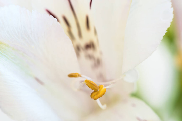 Fragment einer Blume der Alstroemeria oder peruanischen Lilie mit Staubgefäßen, Nahaufnahme auf weißem Hintergrund. - Foto, Bild