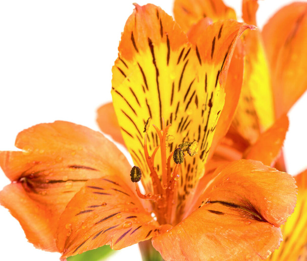 Fragment kwiatu Alstroemerii lub lilii peruwiańskiej ze stamenami, zbliżenie na białym tle. - Zdjęcie, obraz