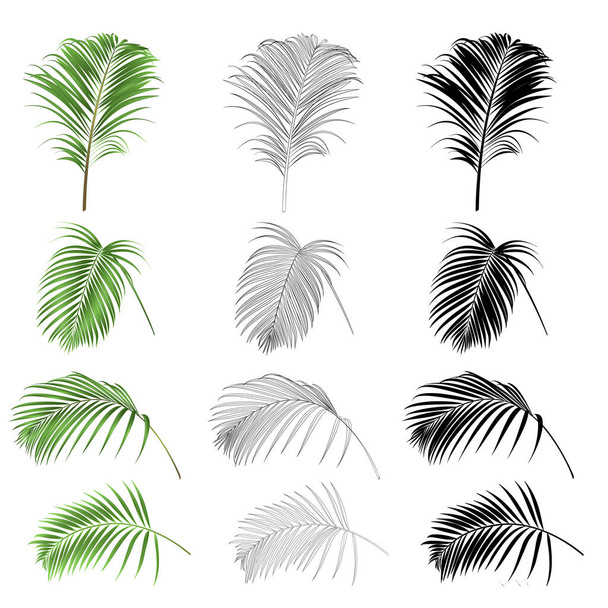 Koristelu trooppinen talo kasvi lehdet palmu luonto ääriviivat ja siluetti asettaa vintage vektori kuvitus muokattavissa käsin piirretty  - Vektori, kuva