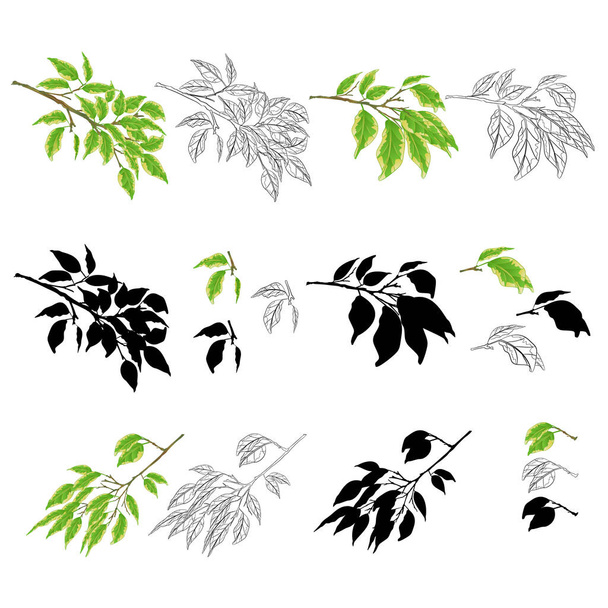 Tropical plant Ficus benjamina Variegated Ficus  branches natural and silhouette  and outline set on a white background vintage vector illustration  editable hand draw - Διάνυσμα, εικόνα