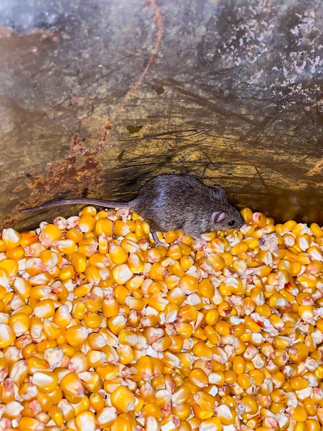 Дика маленька жива сіра миша сидить у контейнері з кукурудзи
. - Фото, зображення