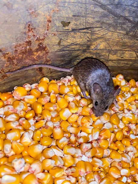 Дика маленька жива сіра миша сидить у контейнері з кукурудзи
. - Фото, зображення