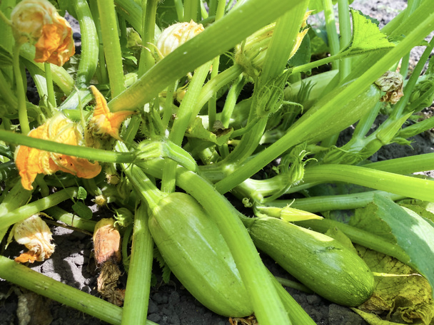 Zucchini-Pflanze im Garten. Das Konzept der gesunden Ernährung, Landwirtschaft. - Foto, Bild