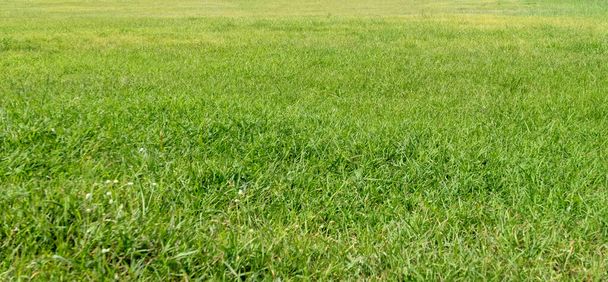 Zielona konsystencja trawy na tło. Zielony wzór trawnika i tło tekstury. Zbliżenie. - Zdjęcie, obraz