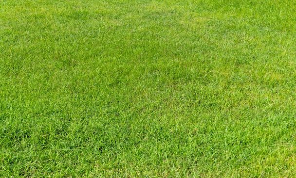 Текстура зеленої трави для тла. Зелений візерунок газону і текстурний фон. Крупним планом
. - Фото, зображення