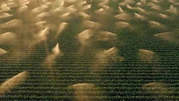 4K por encima de las hileras de plantas de patata. Un campo es rociado al atardecer dorado, California - Imágenes, Vídeo