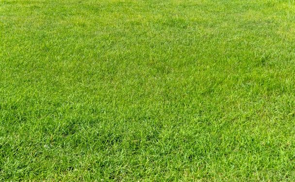 Zelená tráva textura pro pozadí. Zelený vzor trávníku a textury pozadí. Detailní záběr. - Fotografie, Obrázek
