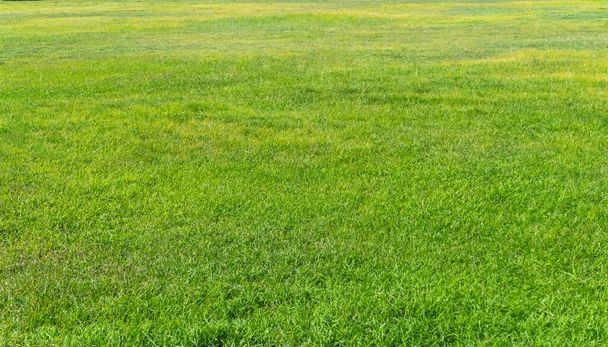 背景の緑の草の質感。緑の芝生のパターンとテクスチャの背景。クローズアップ画像。. - 写真・画像